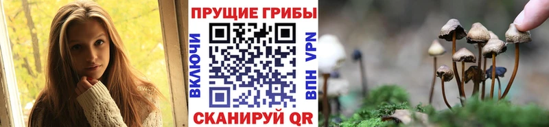 купить наркоту  Новая Ладога  Псилоцибиновые грибы ЛСД 